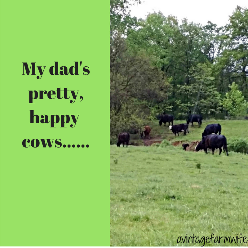 my-dadsprettyhappy-cows