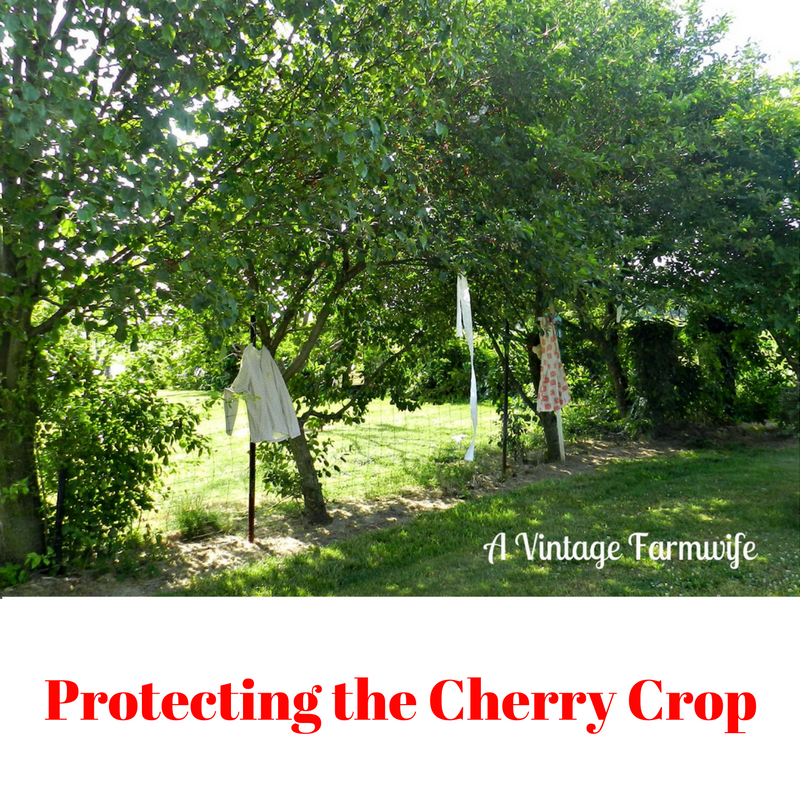 protecting-the-cherry-crop