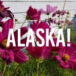 alaska-title-over-pink-flowers