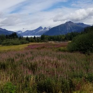 field-of-fireweed-mountains-near-talkeetna-alaska