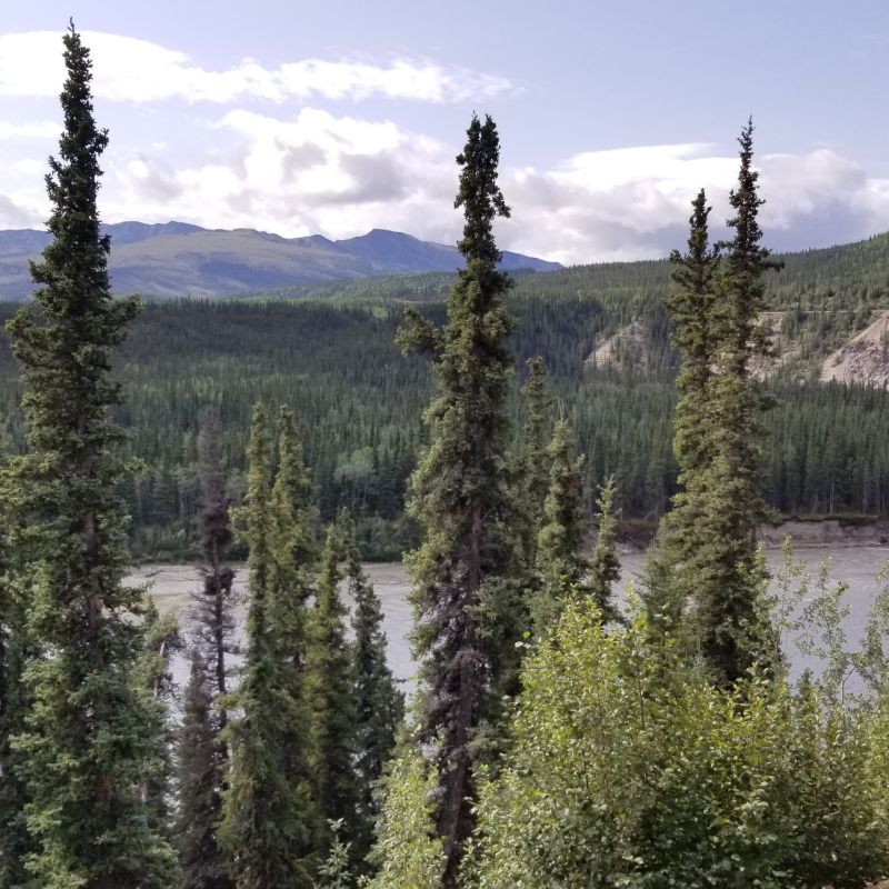 tall pinetress in front of river in alaska