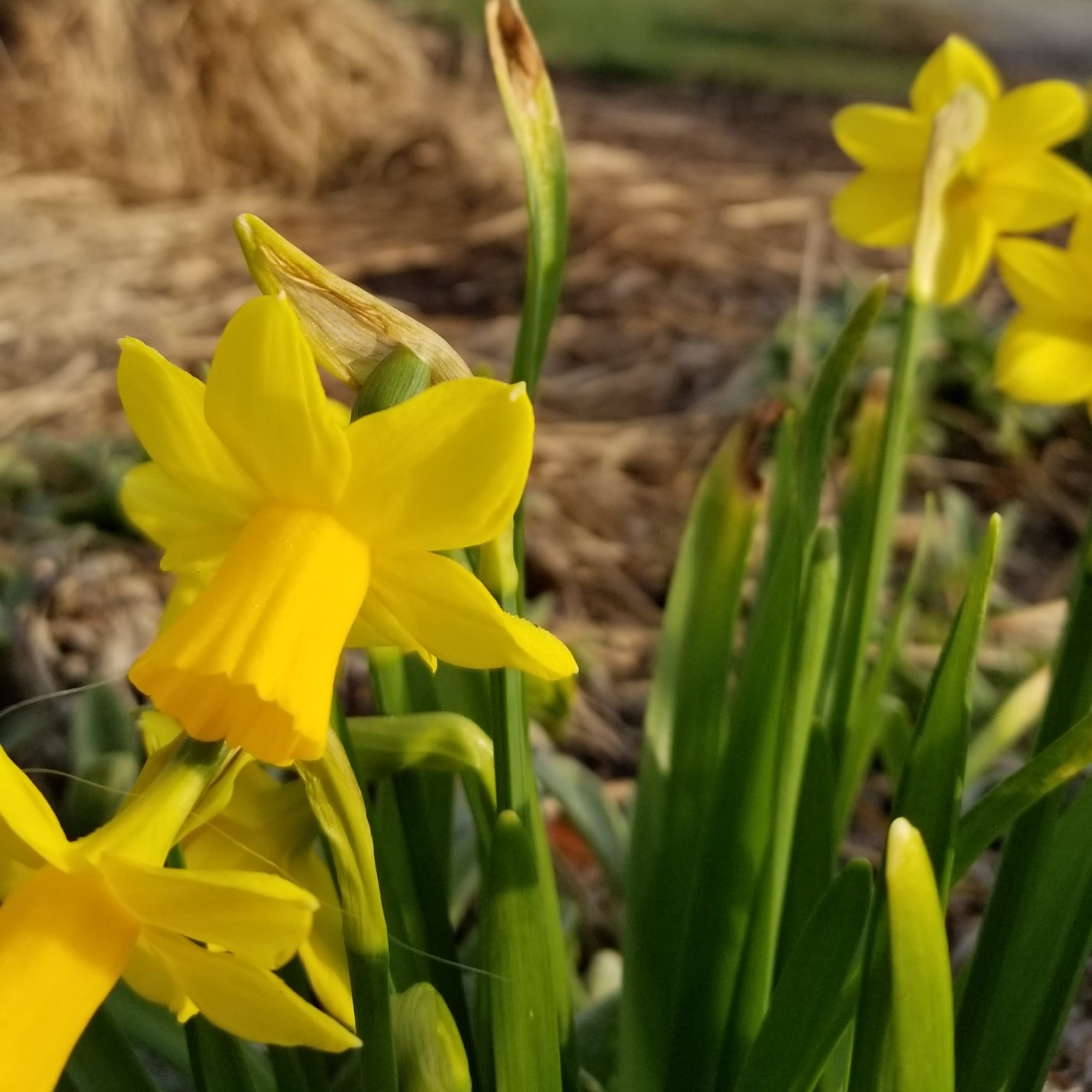 yellow daffodils