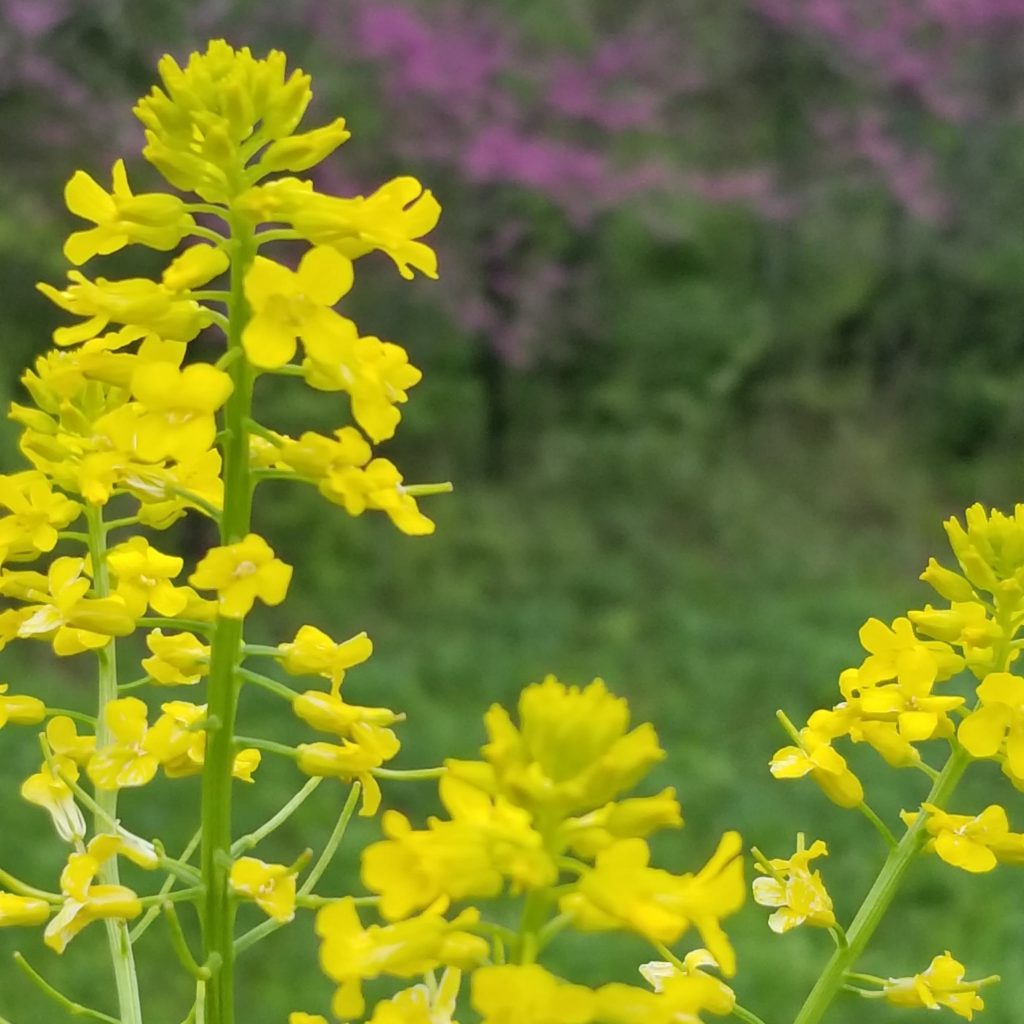 yellow weed- ditch flower-red bud