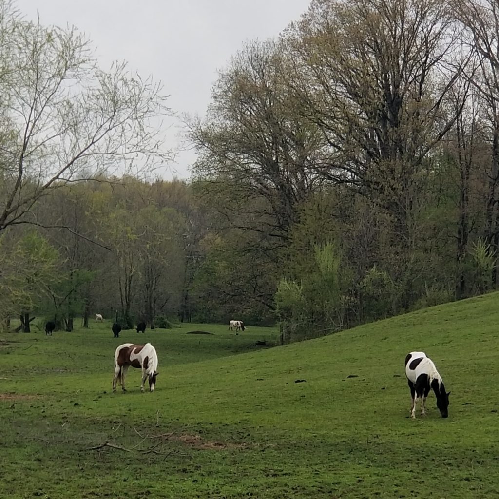 meadow-horses-horses grazing