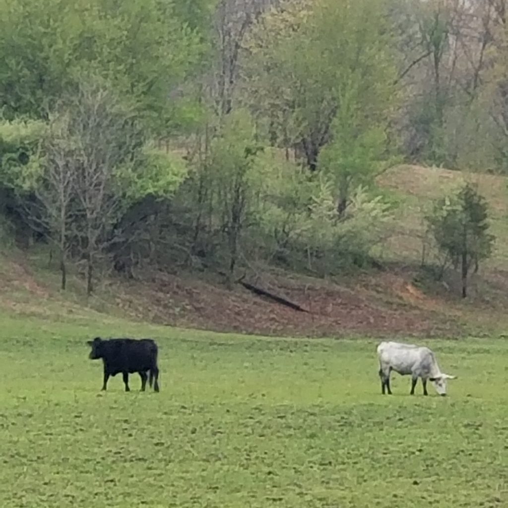 black cow-long horn cow-grazing-meadow
