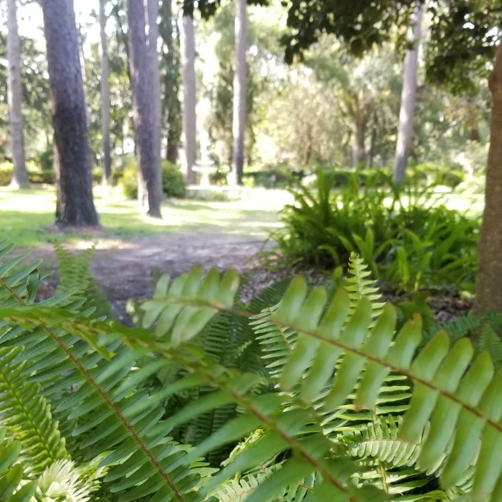 ferns, Florida, Edens garden