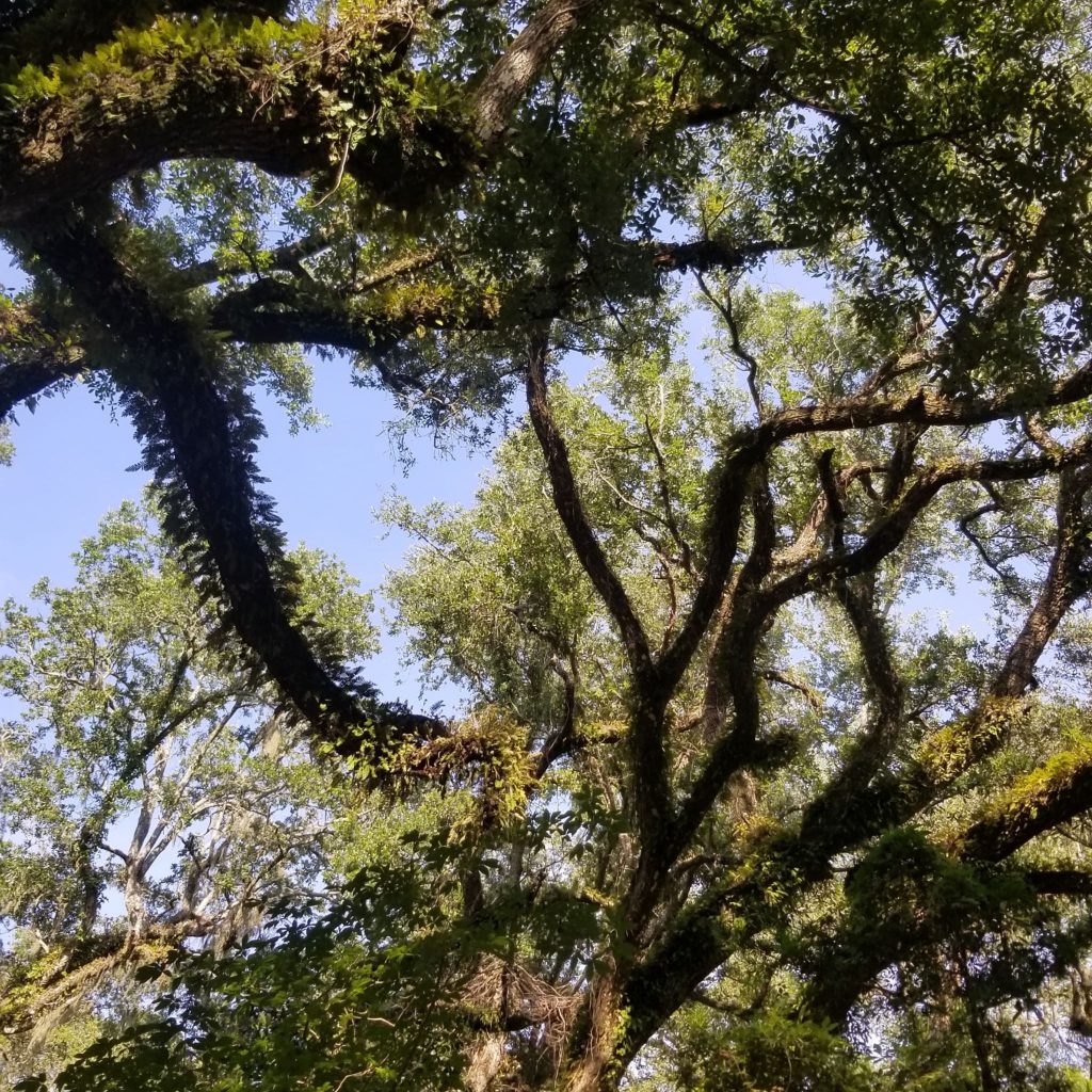live oaks, Florida garden
