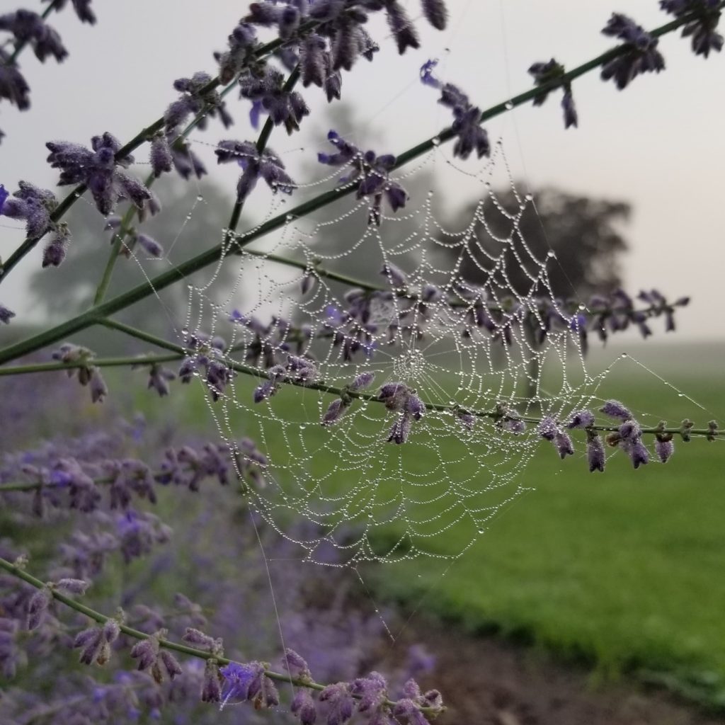 russian sage-spider web