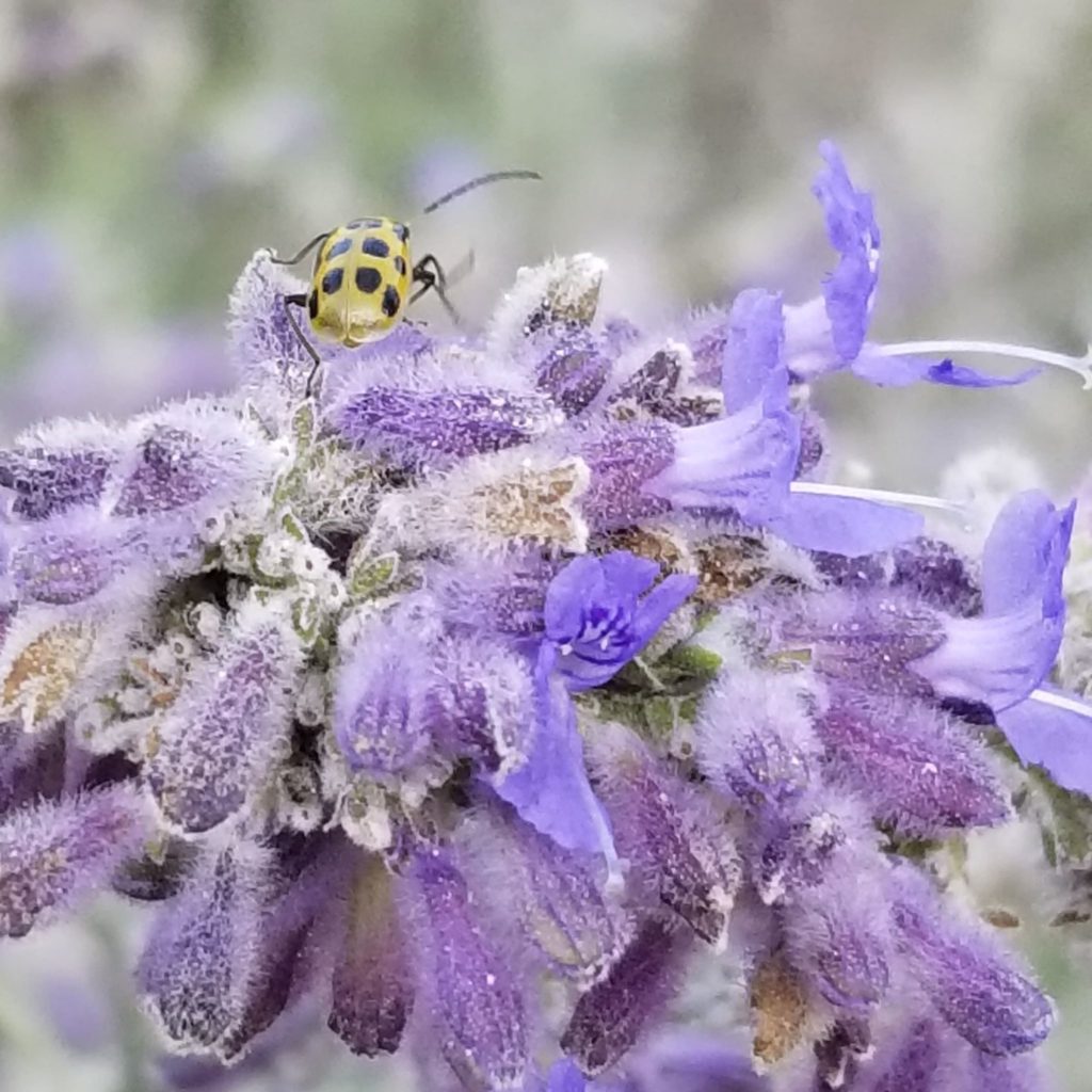 lady bug, russian sage