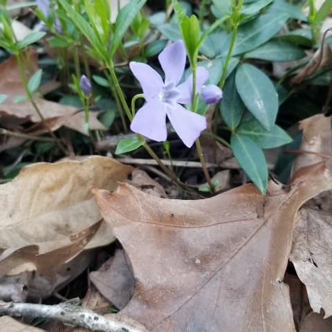 leaf, purple flower, spring, God knew liminal spaces