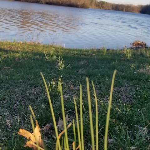 lake, green, spring