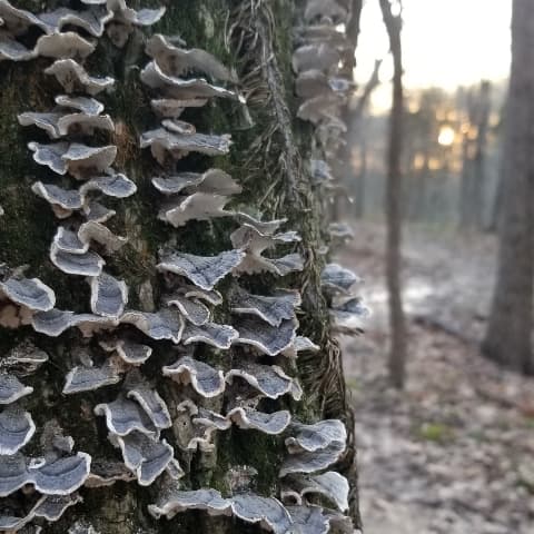 tree, mushrooms, sunset